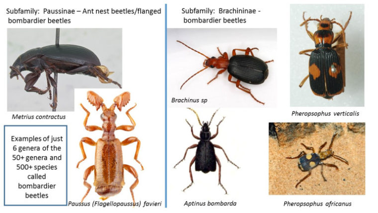 Bombardier Beetles Baraminology New Creation Blog bombardier-beetles-baraminology-new-creation-blog