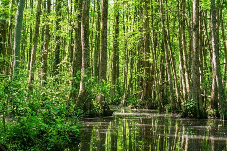 On the Origin of Coal Beds • New Creation Blog