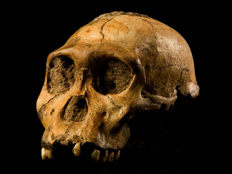 Homo Sediba Skull
