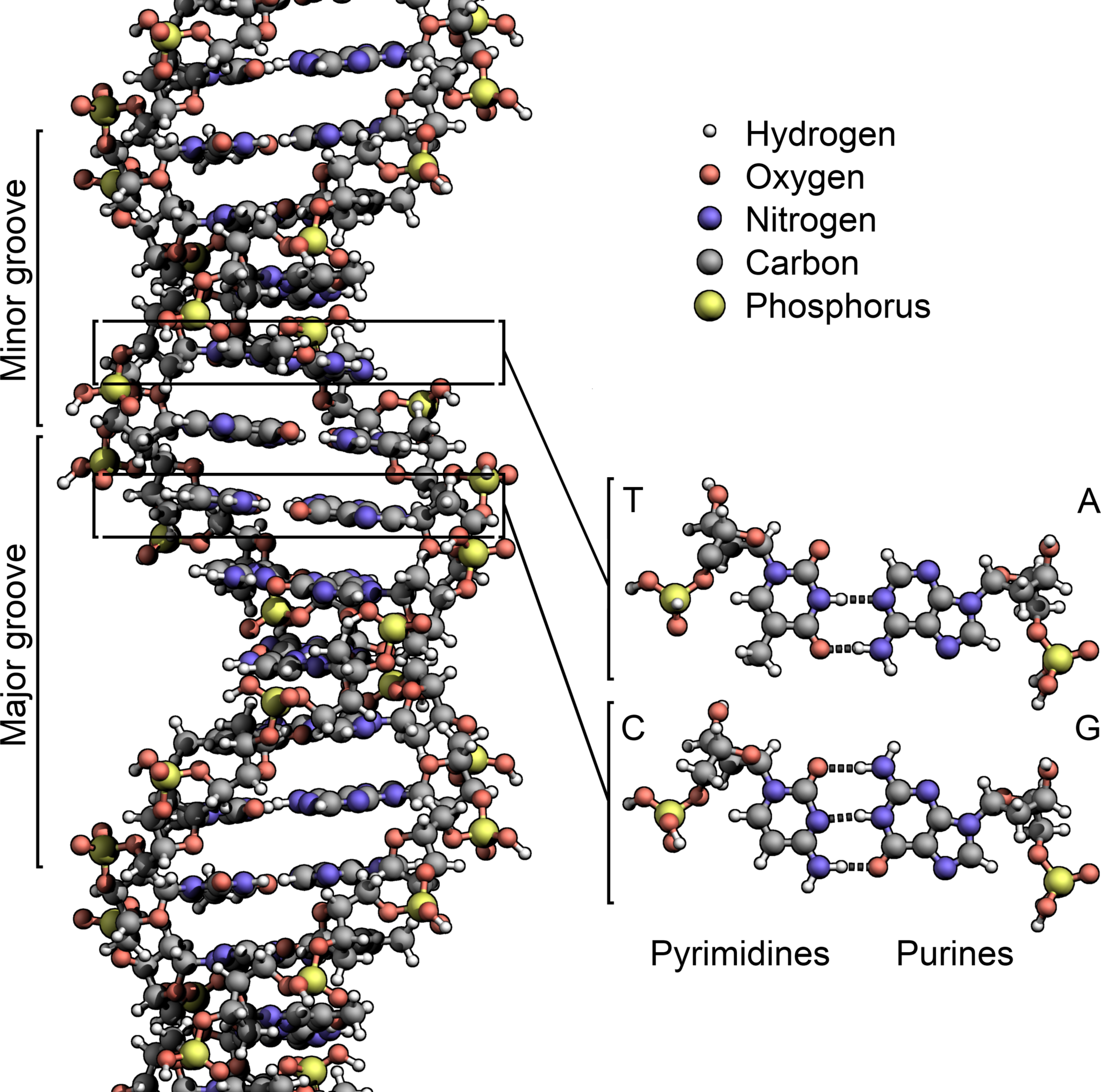 sugar phosphate backbone chromosome sugar phosphate backbone chromosome