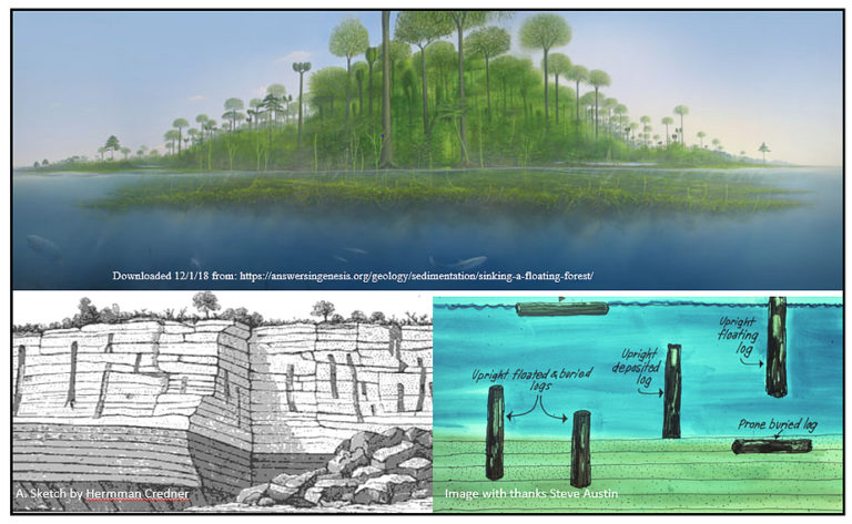 on-the-origin-of-coal-beds-new-creation-blog