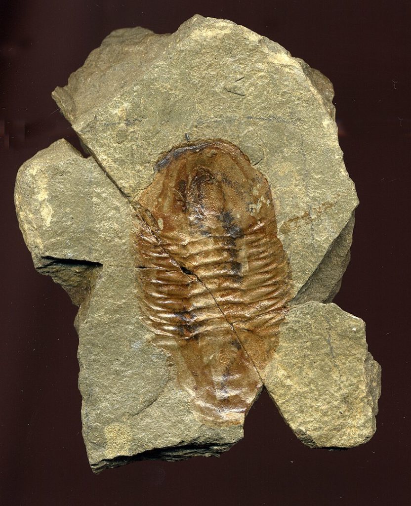 By Grand Canyon National Park - 11502 Grand Canyon_Fossil Trilobite in Bright Angel Shale, CC BY 2.0, https://commons.wikimedia.org/w/index.php?curid=89305107