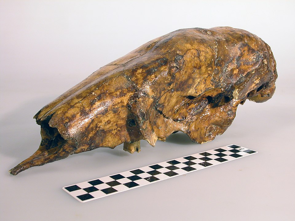 By Grand Canyon National Park - Sloth Skull: grca 21751-3 Grand Canyon Nat. Park, CC BY 2.0, https://commons.wikimedia.org/w/index.php?curid=96478592