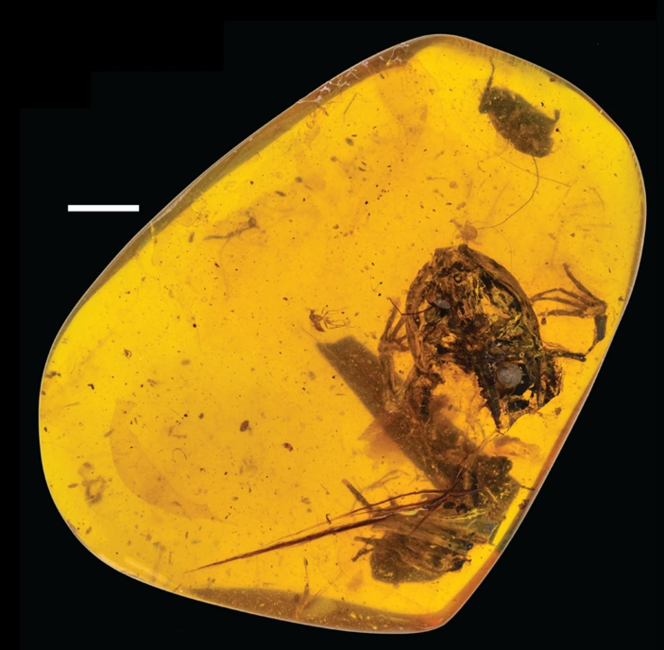 Soft tissue may be preserved in this fossil of a frog skeleton in amber. 