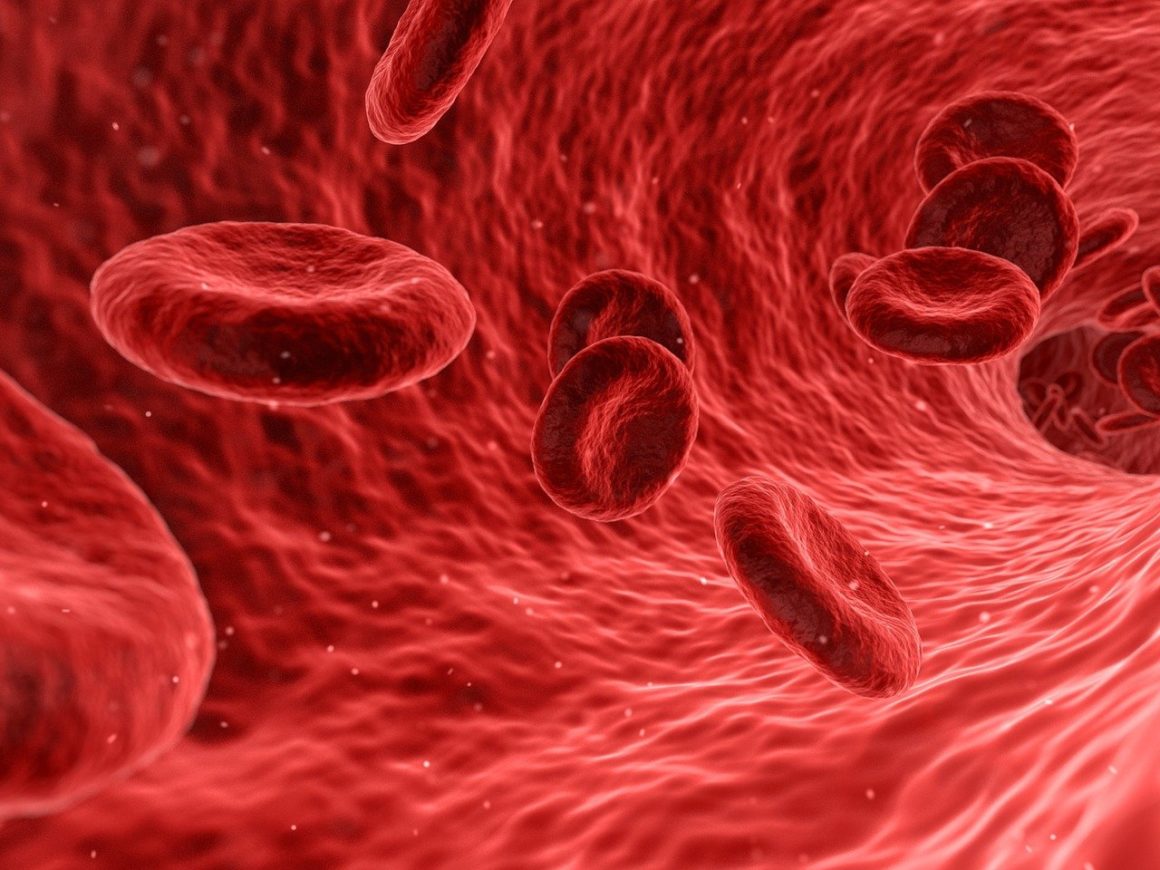What is Soft Tissue New Creation Blog Biology Diagrams