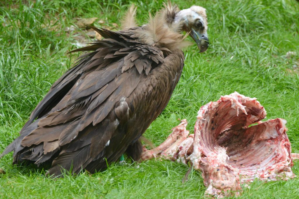 Vultures are famous for scavenging carcasses for their meals. 