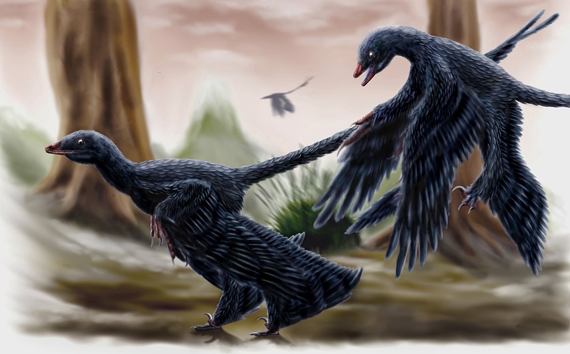 A bizarre dinosaur informs feather evolution