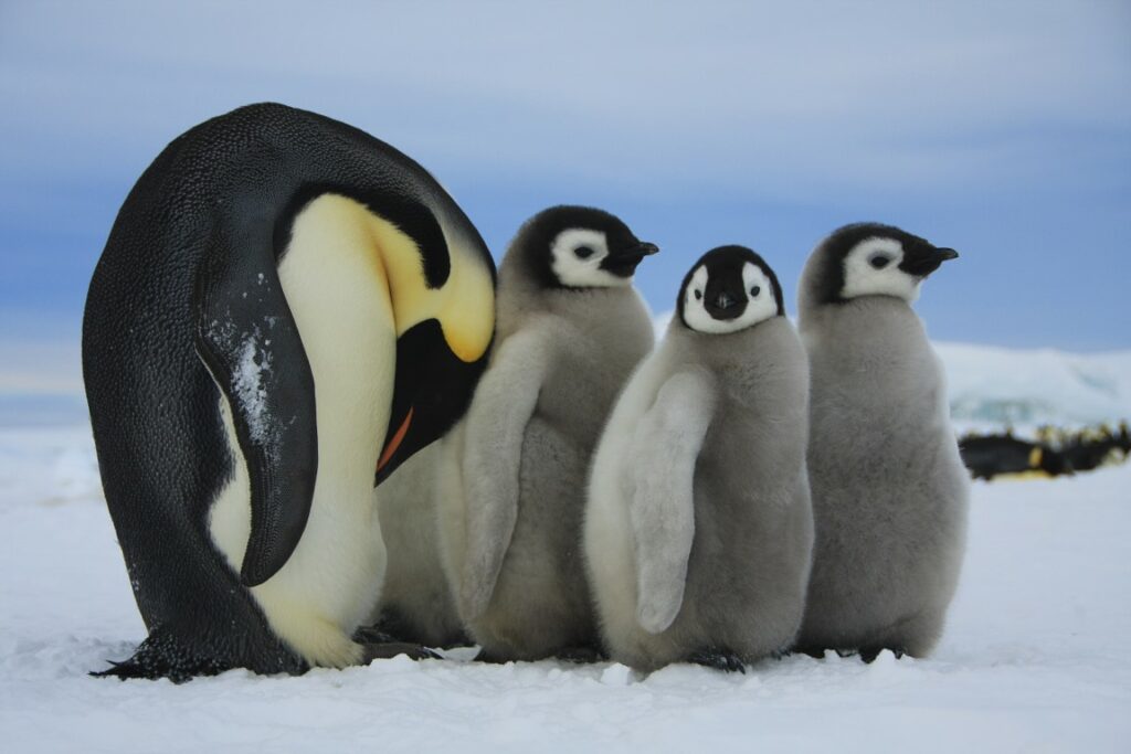 Emperor Penguins (Aptenodytes fosteri) in Antarctica