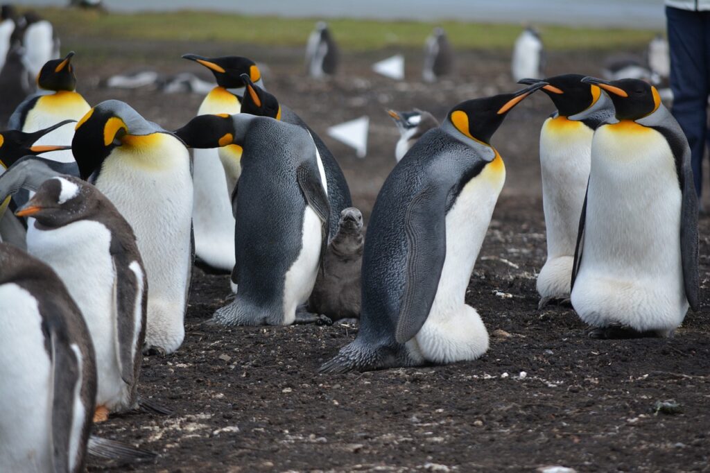 King Penguins (Aptenodytes patagonicus) on the Falkland islands