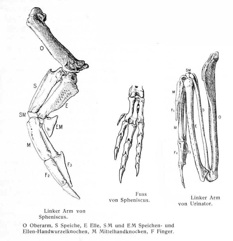 Penguin Wing and foot bones