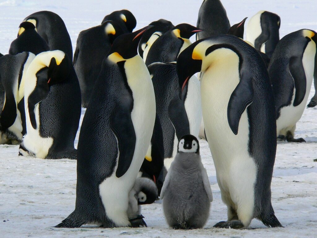 Emperor Penguins (Aptenodytes fosteri) with chicks