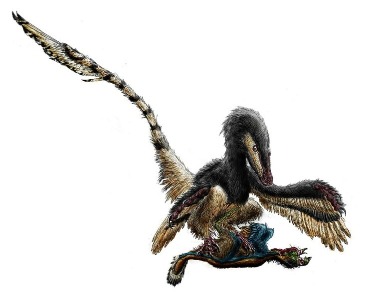 Velociraptor: A Feathered Fiend • New Creation Blog