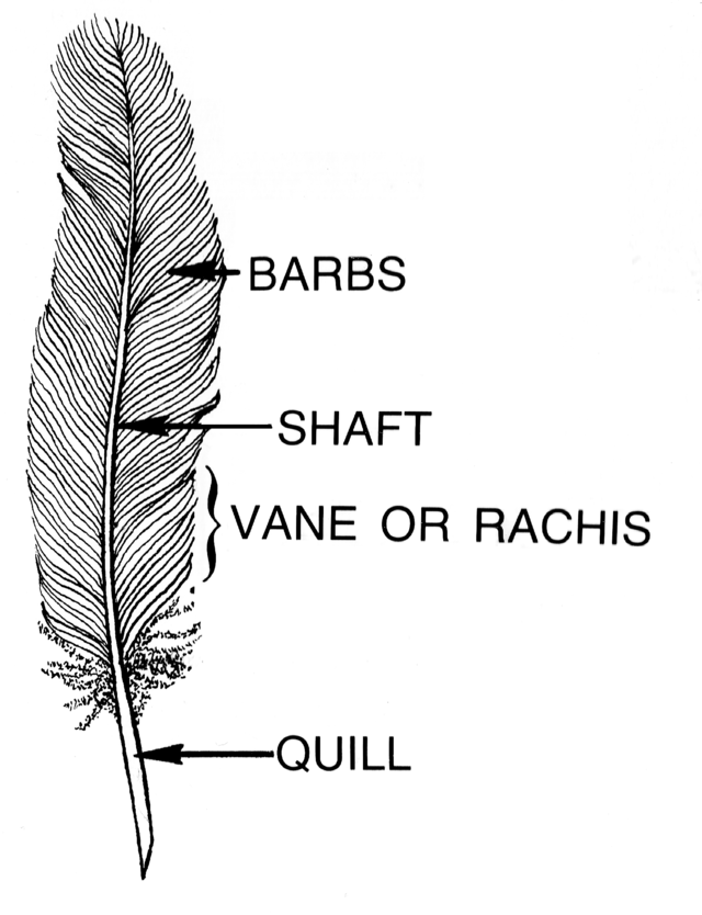 Feather: Anatomy and Function