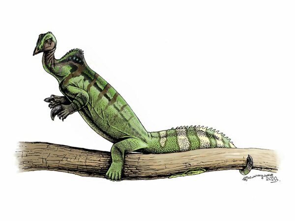 Drepanosaurus Never Missed Arm Day • New Creation Blog