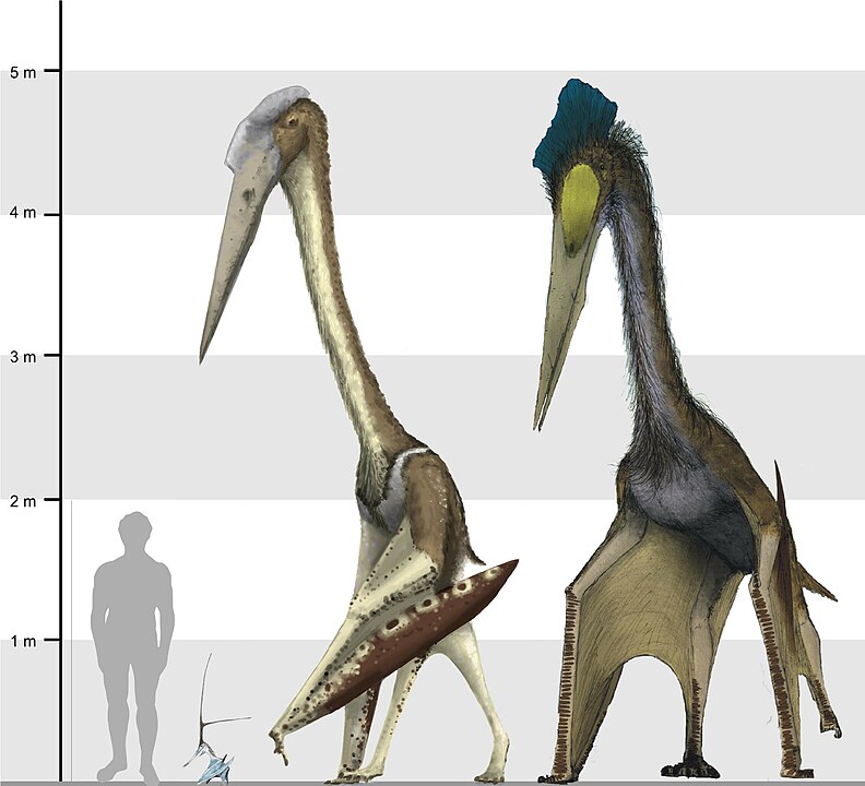 On the Size and Flight Diversity of Giant Pterosaurs, the Use of