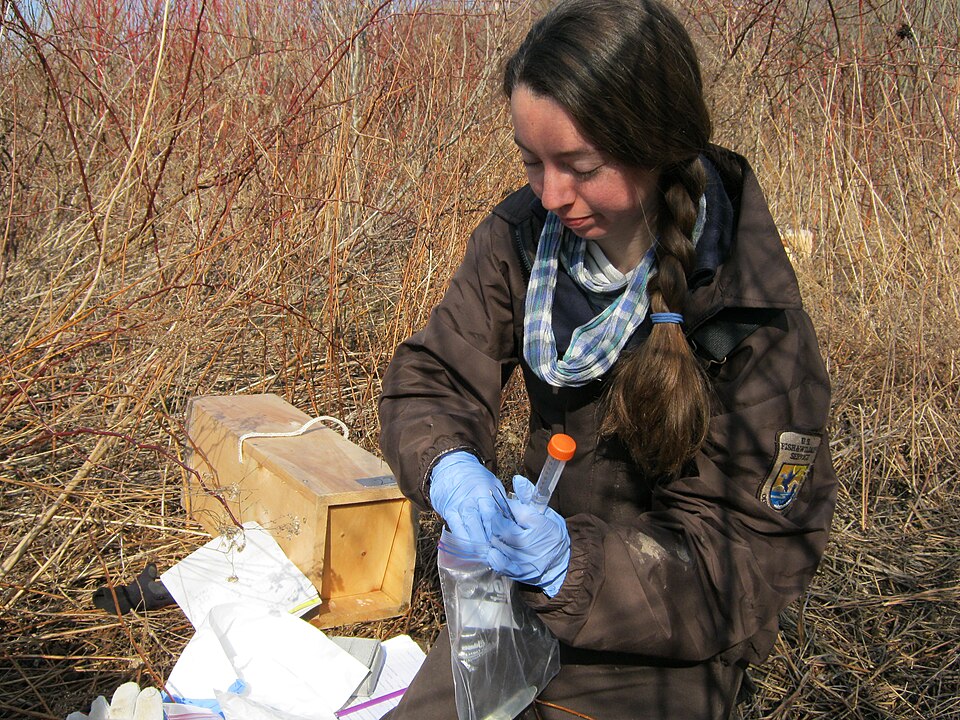 By U. S. Fish and Wildlife Service - Northeast Region - https://www.flickr.com/photos/usfwsnortheast/5927644502/, Public Domain, https://commons.wikimedia.org/w/index.php?curid=51944451