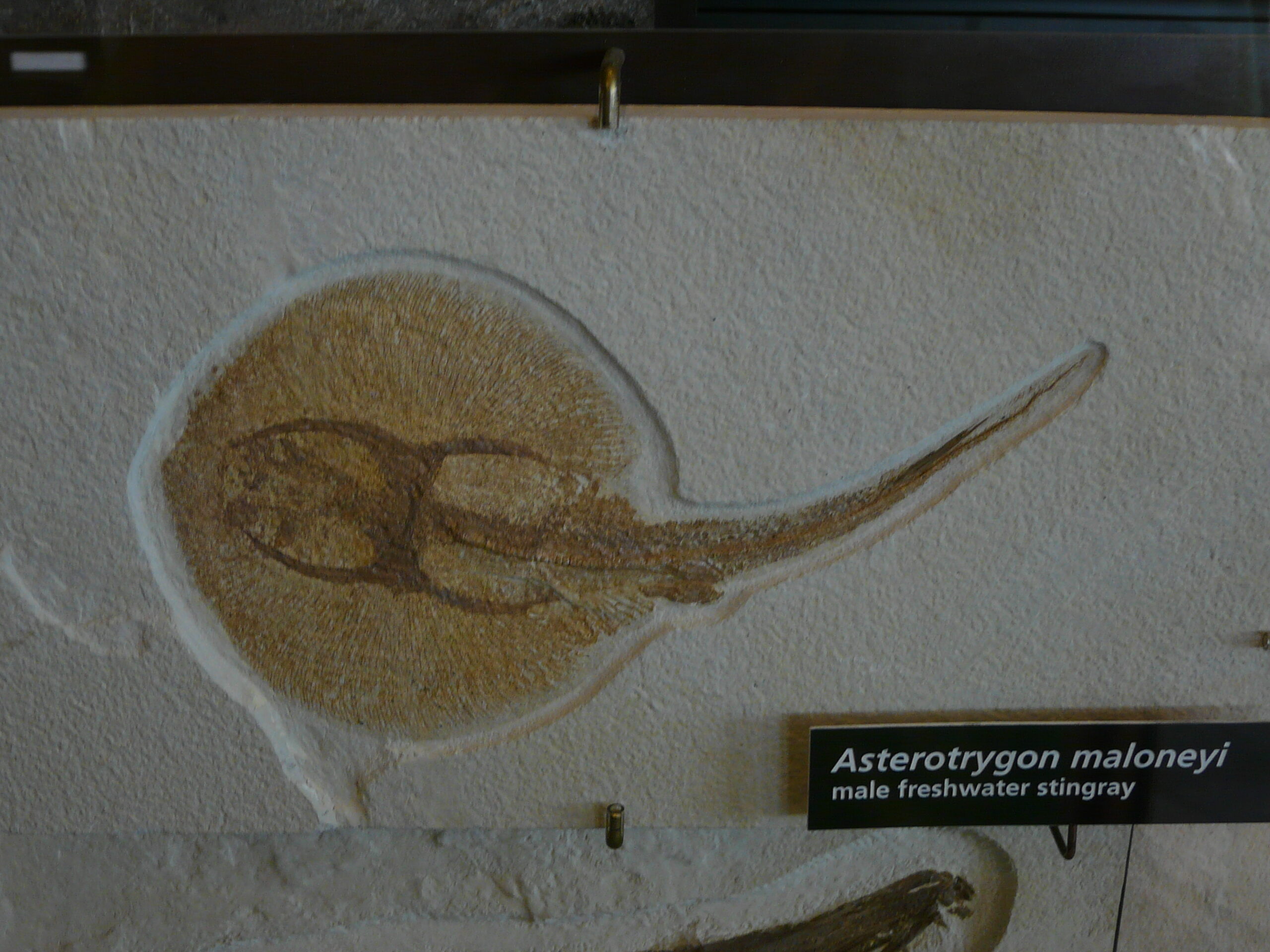 Fossilized male freshwater stingray Asterotrygon maloneyi on display at Fossil Butte National Monument near Kemmerer, Wyoming, USA.