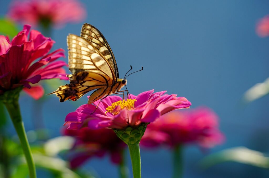 Image by dae jeung kim from Pixabay