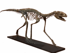 Skeleton cast of silesaurid Technosaurus inside the Museum of Texas Tech University.