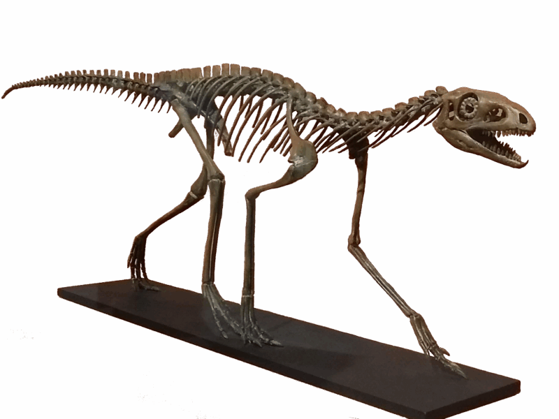 Skeleton cast of silesaurid Technosaurus inside the Museum of Texas Tech University.