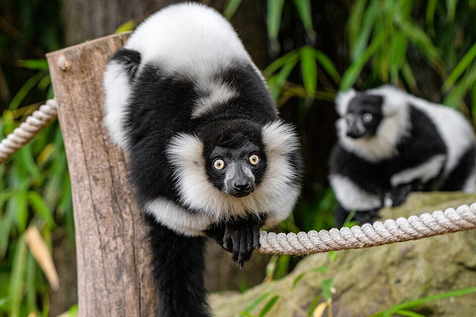 By Mathias Appel - https://www.flickr.com/photos/mathiasappel/51695850786/, CC0, https://commons.wikimedia.org/w/index.php?curid=138423922