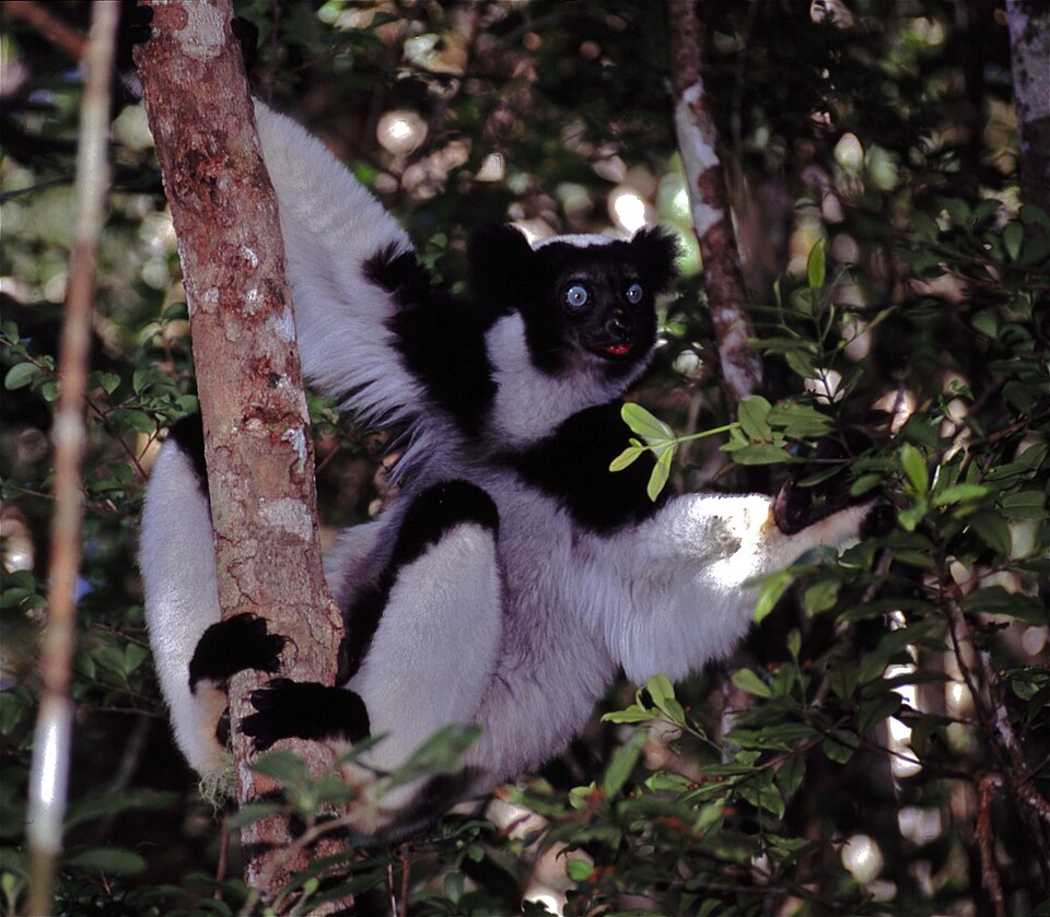 By Bernard DUPONT from FRANCE - Indri (Indri indri), CC BY-SA 2.0, https://commons.wikimedia.org/w/index.php?curid=40782054