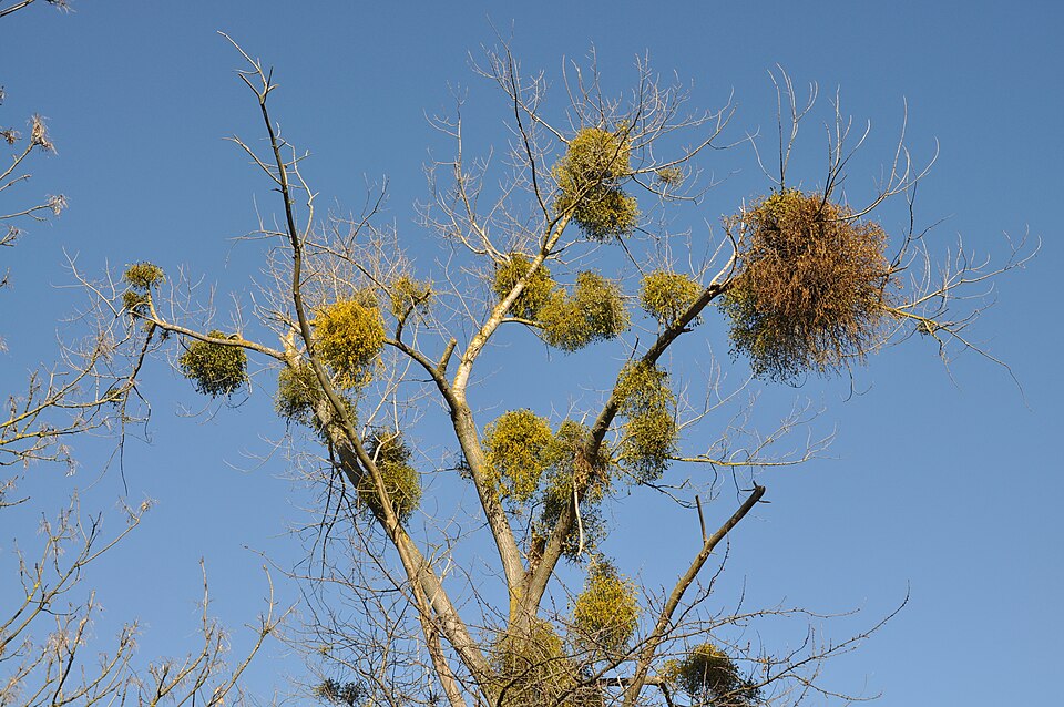 By Amada44 - Own work, CC BY-SA 4.0, https://commons.wikimedia.org/w/index.php?curid=45618296