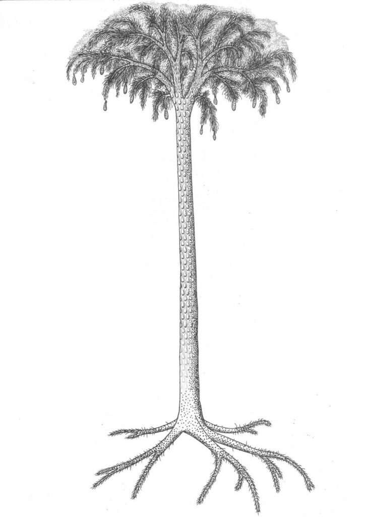 By Falconaumanni - Own work, CC BY-SA 3.0, https://commons.wikimedia.org/w/index.php?curid=46634958