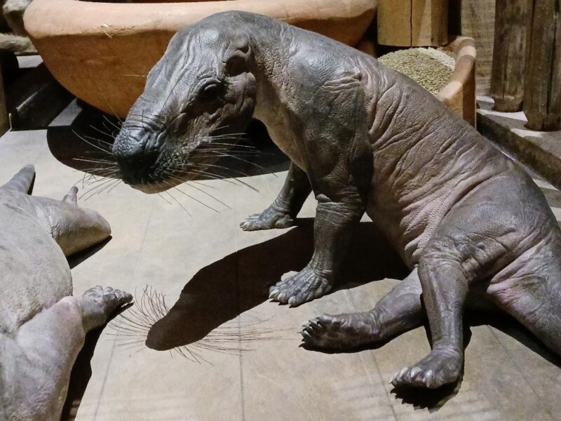 Cynognathus, a mammal-like synapsid from the Triassic, on board the Ark at the Ark Encounter.