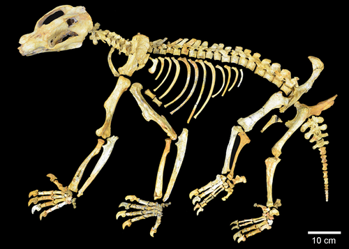 By Black KH, Camens AB, Archer M, Hand SJ - Black KH, Camens AB, Archer M, Hand SJ (2012) Herds Overhead: Nimbadon lavarackorum (Diprotodontidae), Heavyweight Marsupial Herbivores in the Miocene Forests of Australia. PLoS ONE 7(11): e48213. doi:10.1371/journal.pone.0048213, CC BY 2.5, https://commons.wikimedia.org/w/index.php?curid=22835607