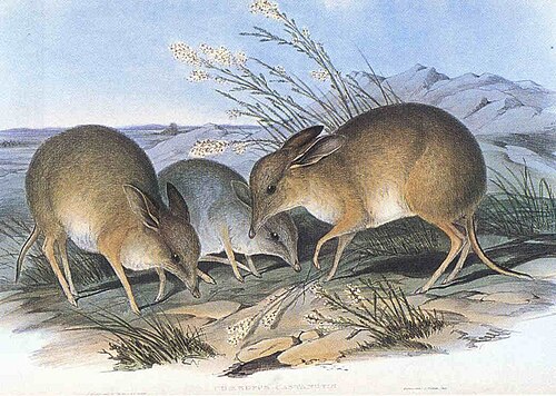 By John Gould - The Mammals of Australia, Public Domain, https://commons.wikimedia.org/w/index.php?curid=567849