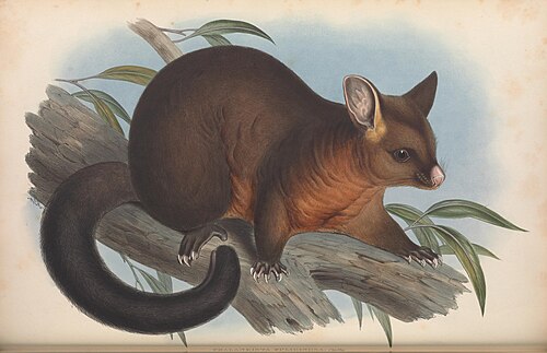 By Biodiversity Heritage Library - n113_w1150, Public Domain, https://commons.wikimedia.org/w/index.php?curid=110280906