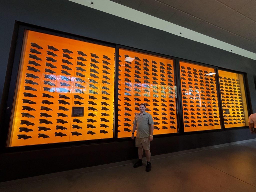 The famous wall of dire wolf skulls on display at the La Brea Tar Pits museum.
