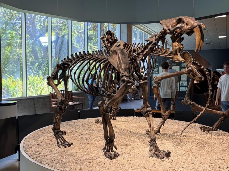 Saber-toothed cat skeleton on display at the La Brea Tar Pits museum.
